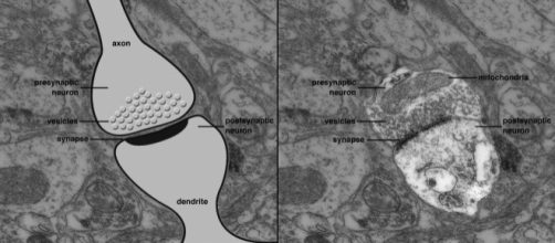 Una sinapsi vista al microscopio elettronico e poi schematizzata (https://www.pinterest.it/pin/565905509397169353/)