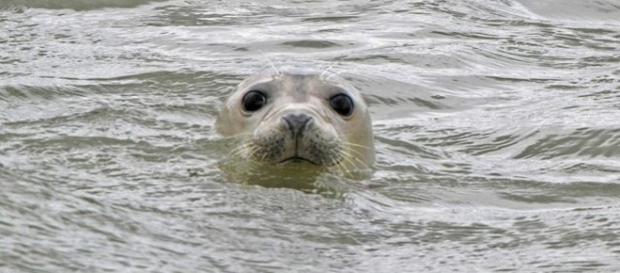 Seals stampede after dogs disturb protected beach at Forvie - Image credit Verino77 | Flickr Seals stampede after dogs disturb protected beach at Forvie - Image credit Verino77 | Flickr