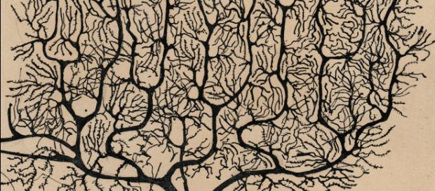 Un disegno di Cajal, il premio Nobel spagnolo che descrisse la struttura dei neuroni (copertina del libro "Butterflies of the soul") Un disegno di Cajal, il premio Nobel spagnolo che descrisse la struttura dei neuroni (copertina del libro "Butterflies of the soul")