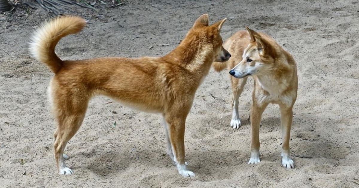 Western Australia Twitter Users Slam New Law To Remove Protection From Dingoes