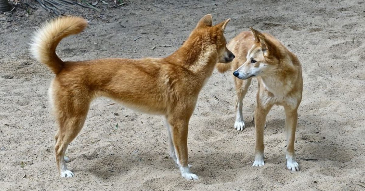 Dingo - The Australian Museum