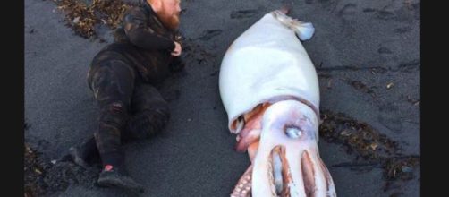 Calamaro gigante trovato morto in Nuova Zelanda: le immagini fanno il giro del web (FOTO) da osservare