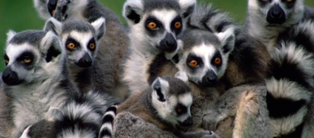 Lemur de Madagascar en peligro de extinción por culpa del hombre Lemur de Madagascar en peligro de extinción por culpa del hombre