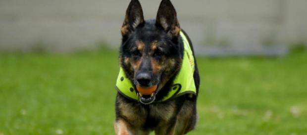 Sombra, une chienne de la brigade des stupéfiants colombien, est visé par une mise à prix de 60 000€ Sombra, une chienne de la brigade des stupéfiants colombien, est visé par une mise à prix de 60 000€