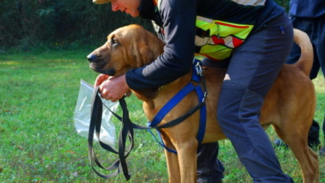 Fallito anche il tentativo dei cani molecolari, adesso iniziano le ricerche del padre di Iushra