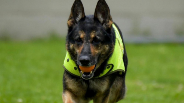 Sombra, une chienne de la brigade des stupéfiants colombien, est visé par une mise à prix de 60 000€