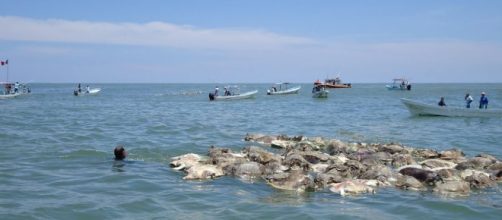 Aparecieron 300 tortugas muertas en costas mexicanas - fmlaser1035.com