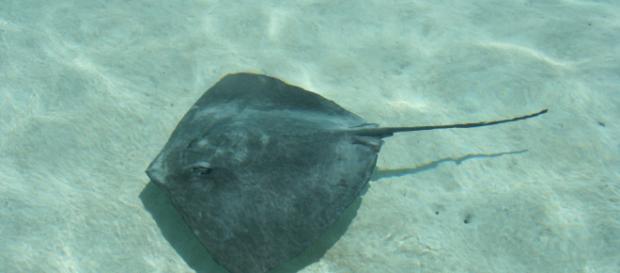 Cagliari, turista romano sventra razza in spiaggia: denunciato (in foto un esemplare di pastinaca, nome scientifico dell'animale) Cagliari, turista romano sventra razza in spiaggia: denunciato (in foto un esemplare di pastinaca, nome scientifico dell'animale)