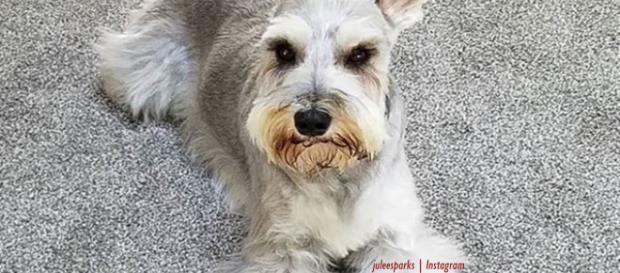 Top 8 dog haircuts on Instagram - Inage credit - juleesparks | Instagram Top 8 dog haircuts on Instagram - Inage credit - juleesparks | Instagram