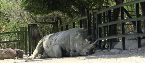 Male rhino, probably feeling sad when he couldn't mate after attacking a family's car. [Image Mauricio Treviño/YouTube]