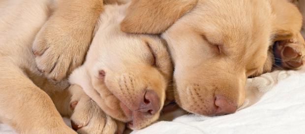 Em geral, sonhar com cachorros significa coisas boas Em geral, sonhar com cachorros significa coisas boas