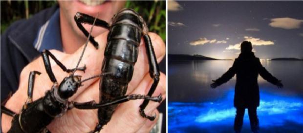 Austrália e suas peculiaridades. (Foto/Reprodução via Google). Austrália e suas peculiaridades. (Foto/Reprodução via Google).