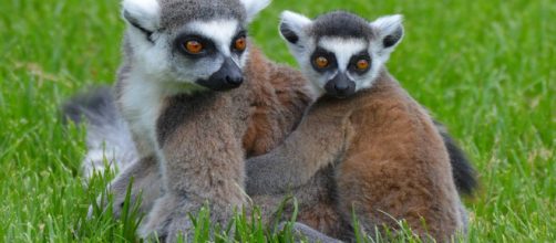 Celebrities like Kirstie Allie, who owns lemurs, splurge on exotic animals for pets. [Images Source: Ben_Kerckx – Pixabay]