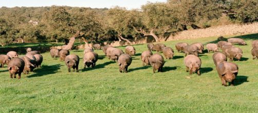 Confirmado brote de peste porcina africana en China