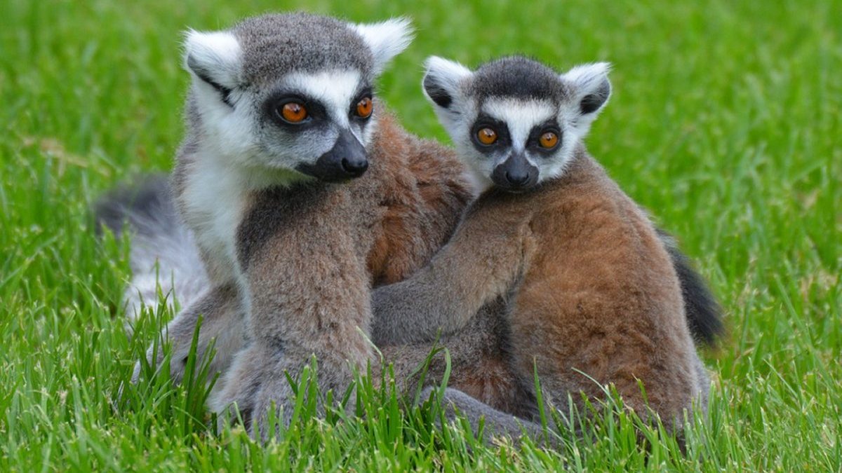 A-List celebs like Justin Bieber splurge on exotic pets costing more than  fans' cars
