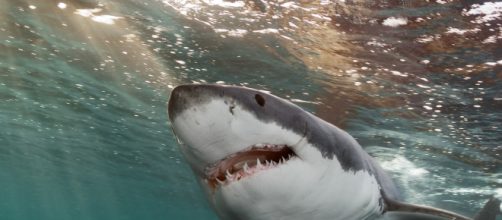 Massachusetts, squalo salta fuori dall'acqua a pochi metri dal biologo marino