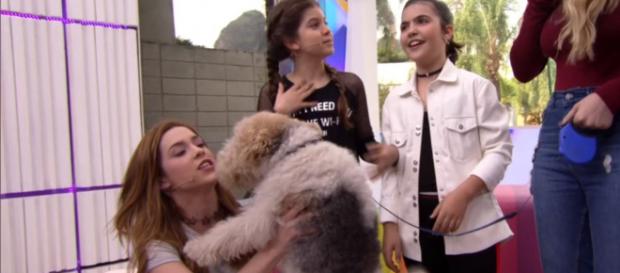 Internautas criticam suposto uso de anestesia em cão na Rede Globo Internautas criticam suposto uso de anestesia em cão na Rede Globo