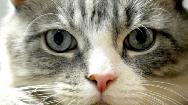 Milano, ragazzi prendono in ostaggio un gatto: poi uno di loro chiede scusa