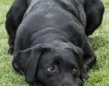 USA: Finding a dog named Lucy helped to set free a man jailed for alleged sexual assault
