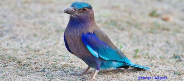 Top seven colourful bird photos found on Instagram - Image credit - JJ Harrison | Wikipedia Top seven colourful bird photos found on Instagram - Image credit - JJ Harrison | Wikipedia