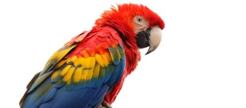 One Macau parrot interrupted a cricket match while another swore out the firemen trying to rescue her. [Image Pixabay]
