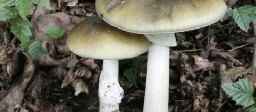 Un esemplare di Amanita falloide, noto anche come tignosa verdognola, è considerato uno dei funghi più tossici per l'uomo