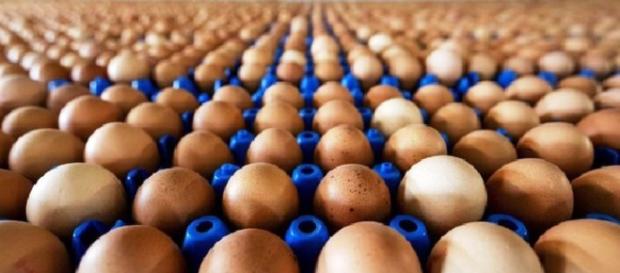 Uova a rischio salmonella: il Ministero della Salute richiama un lotto di quelle fresche. Uova a rischio salmonella: il Ministero della Salute richiama un lotto di quelle fresche.