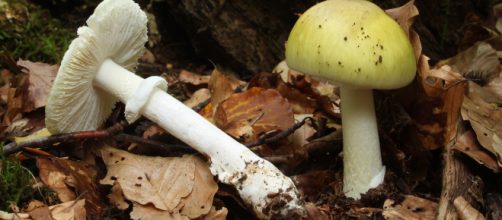 Avvelenamento da Funghi Amanita Falloide Ph. Wikimedia Commons - H. Krisp