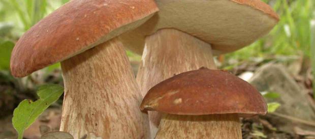 Rocca di Papa, coppia muore per avvelenamento da funghi: gravi altre 4 persone Rocca di Papa, coppia muore per avvelenamento da funghi: gravi altre 4 persone