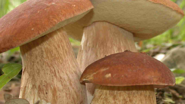 Rocca di Papa, coppia muore per avvelenamento da funghi: gravi altre 4 persone