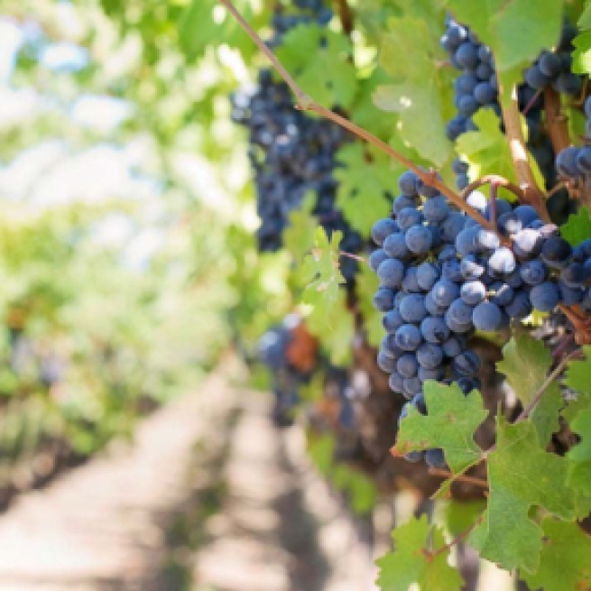 Thieves stole a winery's entire grape crop overnight in Virginia, USA. [Image PIxabay]