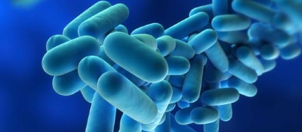 Altri due ricoveri per legionella a Monza di cui uno grave. Altri due ricoveri per legionella a Monza di cui uno grave.