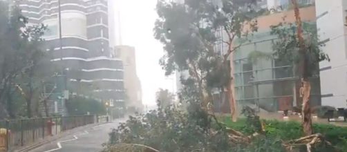 Hng Kong Super Typhoon destroys trees - Image credit - Brown Eye | YouTube