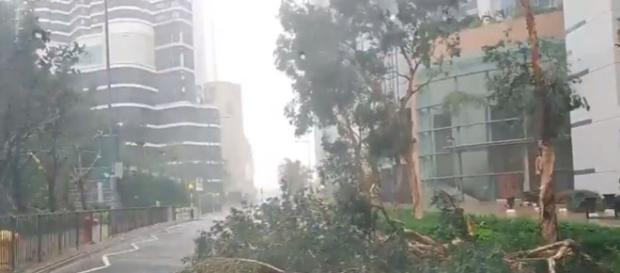 Hng Kong Super Typhoon destroys trees - Image credit - Brown Eye | YouTube Hng Kong Super Typhoon destroys trees - Image credit - Brown Eye | YouTube