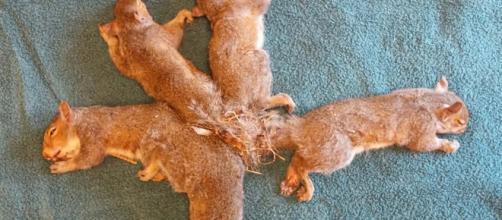 Five juvenile squirrels became entangled with each other's tails and nest material. [Image Wisconsin Humane Society]