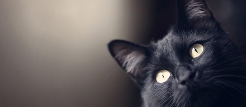 Bristol gatto domestico riceve encomio via twitter dalla Polizia locale per aver trovato un sacchetto di sostanze stupefacenti