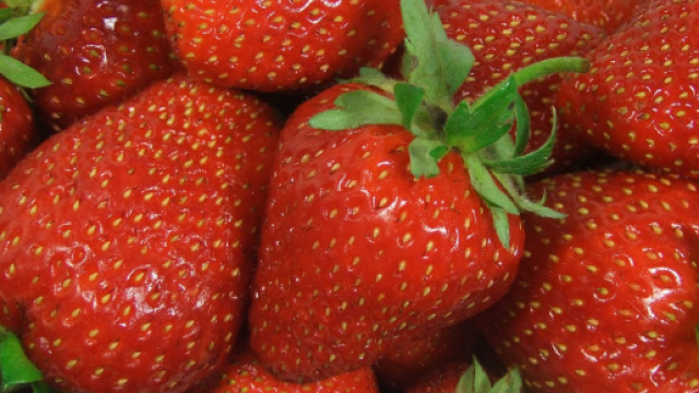 Aghi da cucino nelle fragole in Australia, caccia al sabotatore.