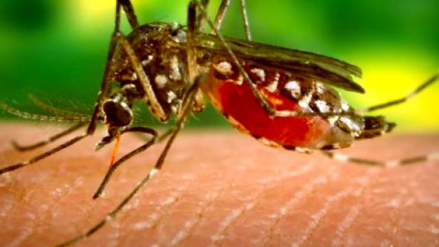 Ancora una vittima del virus West Nile