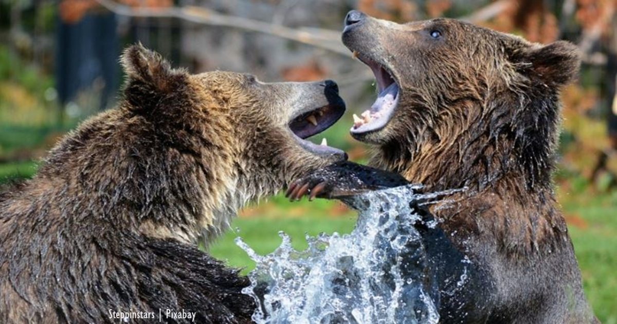 Wyoming: Grizzly bear and cub killed by wildlife officers after death ...