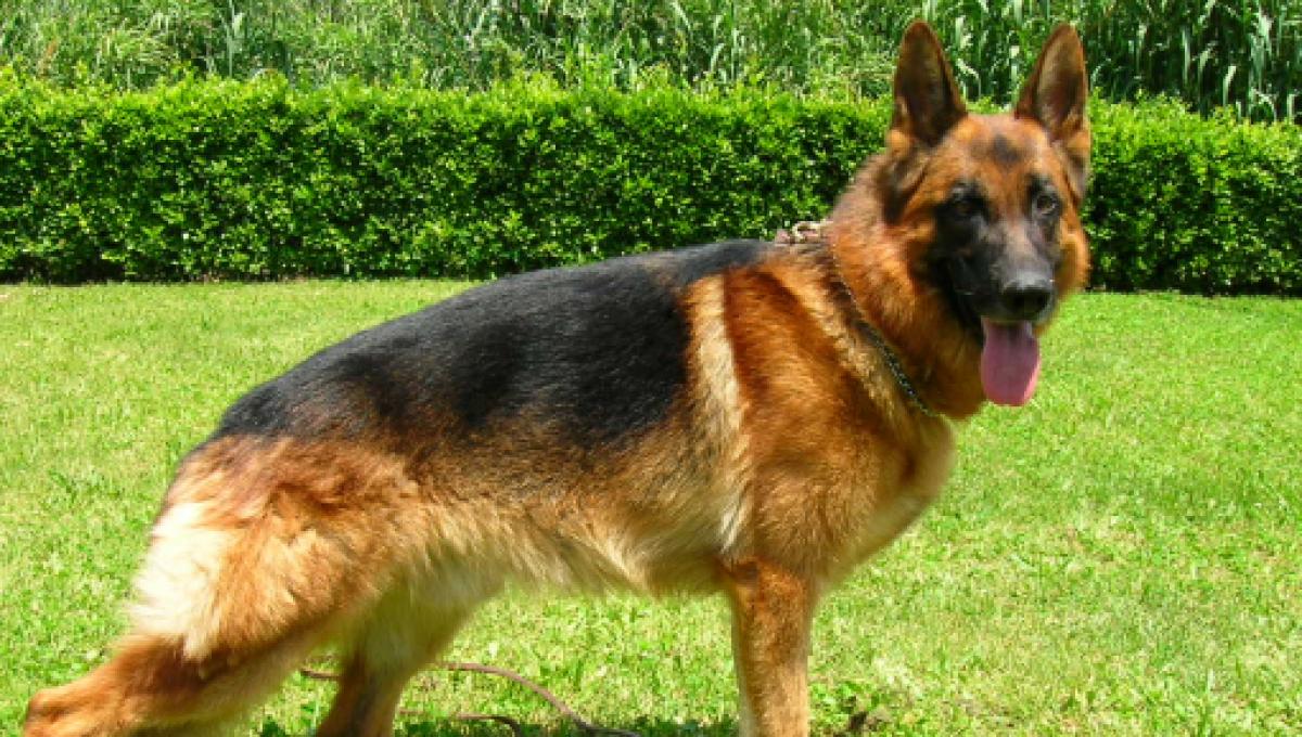 Monza Il Pd Contesta Il Presunto Nome Fascista Di Un Cane Poliziotto