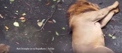 Manila Zoo reacts to viral video of lion allegedly having a seizure [Video] - Image credit - Mark Christopher Lee via Yhopix Rosete | YouTube