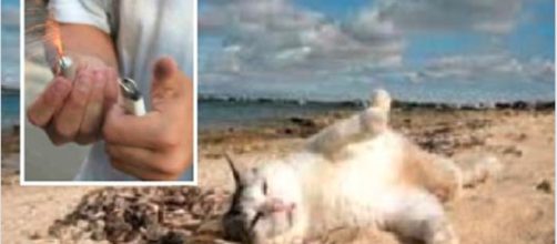 Napoli, tenta di uccidere gatto con un petardo nell'ano - Internapoli