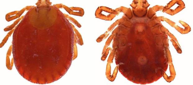 Asian Longhorned ticks spread to eight states in the USA - Image credit - PennSate | Edu Asian Longhorned ticks spread to eight states in the USA - Image credit - PennSate | Edu