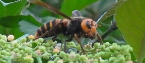 Grottaferrata, allarme invasione di calabroni giganti.