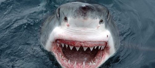 In Australia in una stessa località turistica nello stato del Queensland ci sono stati due attacchi di squali in 24 ore.