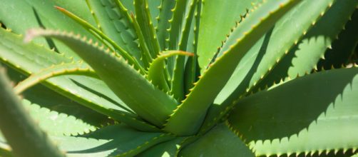 Studio Neuromed, l'estratto di aloe come terapia contro il tumore