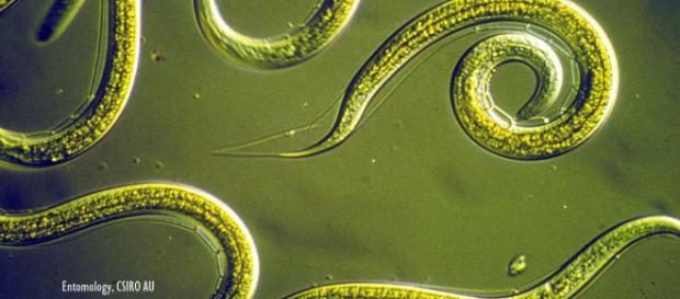 40,000-year-old worms found in permafrost revived in Russian laboratory - Image credit - Entomology, CSIRO 40,000-year-old worms found in permafrost revived in Russian laboratory - Image credit - Entomology, CSIRO