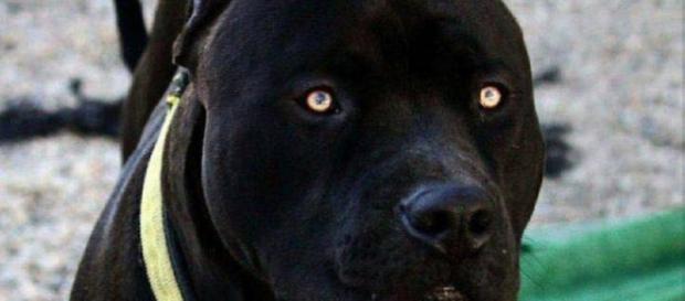 Os cães mais perigosos do mundo Os cães mais perigosos do mundo