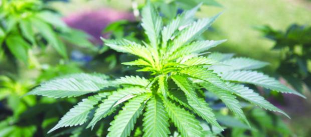 Zambia mulls over legalising marijuana || (The Southern Times/Twitter) Zambia mulls over legalising marijuana || (The Southern Times/Twitter)