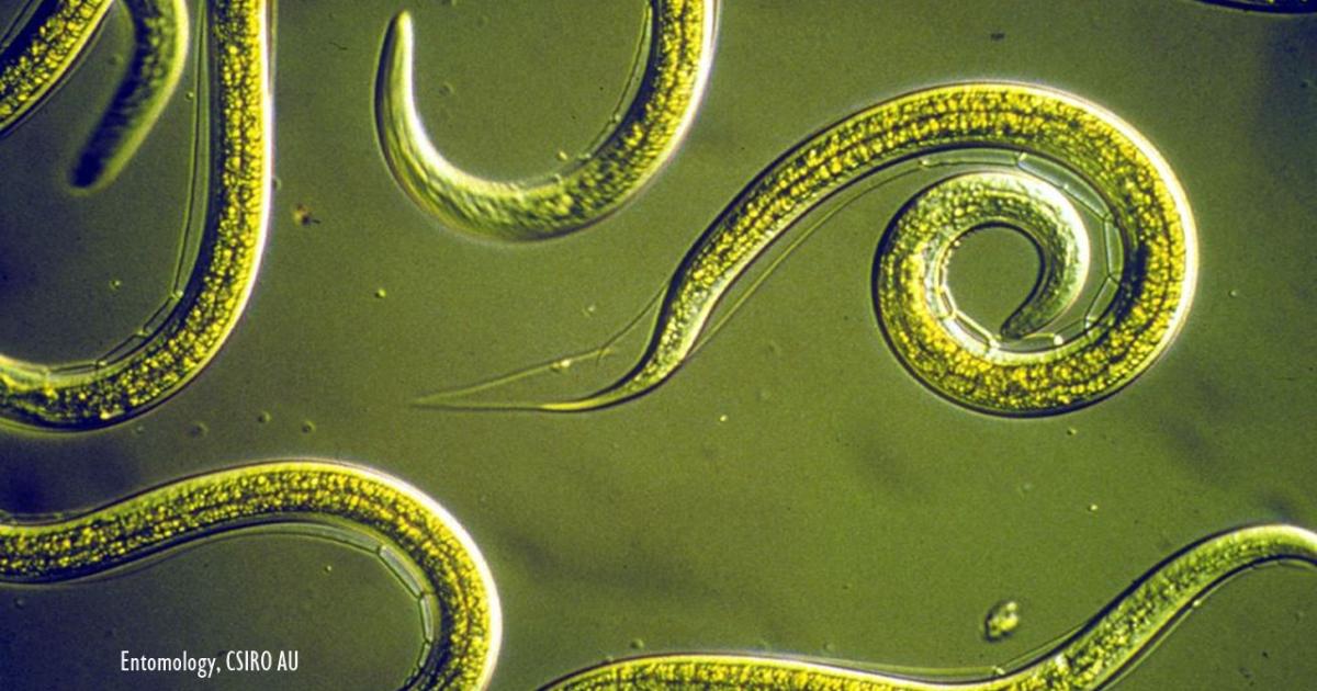 Worms frozen in permafrost come to life again after thousands of years